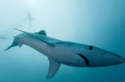 开云APP-布伦森关键接管，爵士全面压制森林狼—东决战场上的绝对主宰