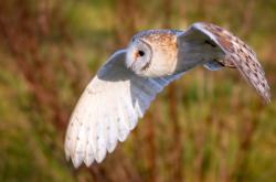 开云官网-勇士铁壁锁绿军，爱德华兹逆境淬火成钢